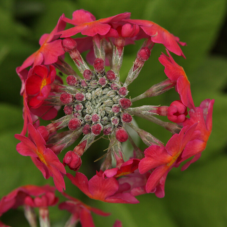 Pink Flower, Howick Hall, Northumberland